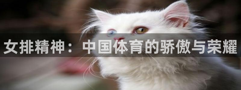 河豚篮球赛事直播：女排精神：中国体育的骄傲与荣耀